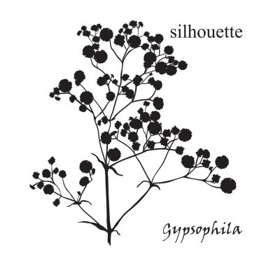 Güzel çizilmiş silueti gypsophila Şubesi