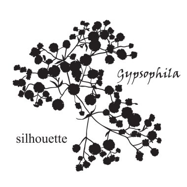 Güzel çizilmiş silueti gypsophila Şubesi