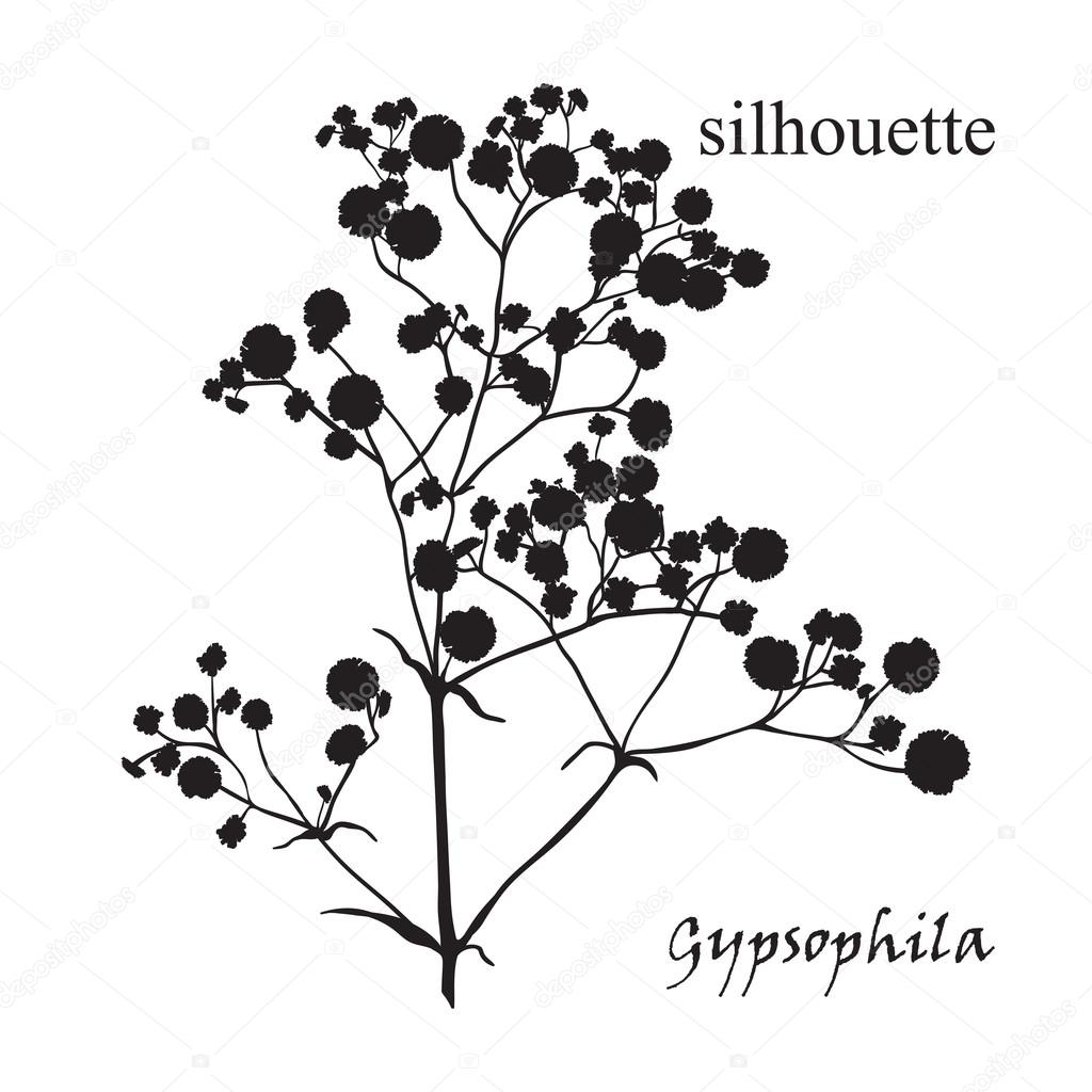 Branch of beautiful hand-drawn silhouette gypsophila