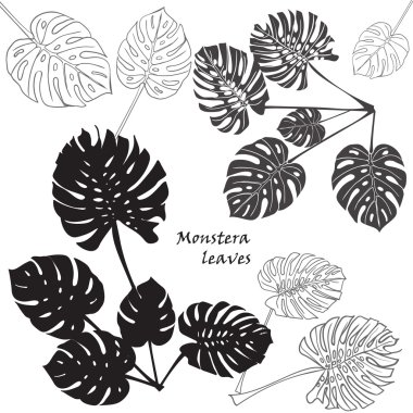 Siluet tropikal monstera bırakır. Siyah beyaz arka plan üzerinde izole.