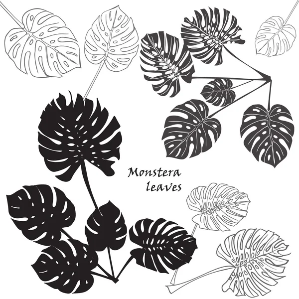 Siluet tropikal monstera bırakır. Siyah beyaz arka plan üzerinde izole.