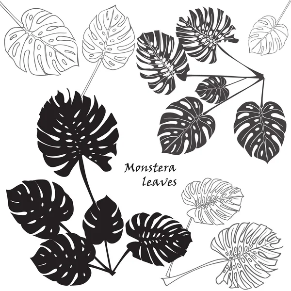 Sziluettjét trópusi monstera levelek. Fekete elszigetelt fehér background. — Stock Vector