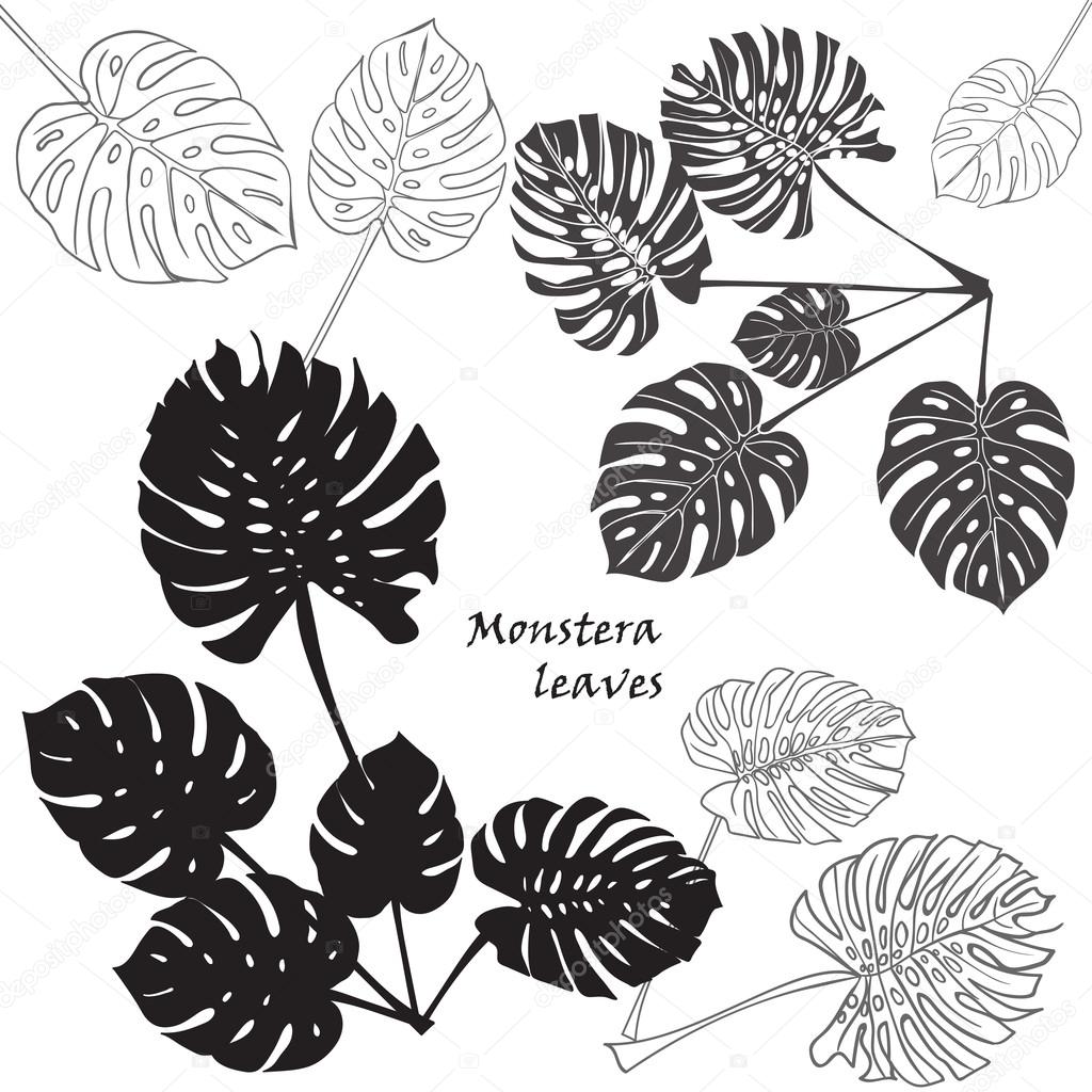 Silhouette tropical monstera leaves. Black isolated on white background.