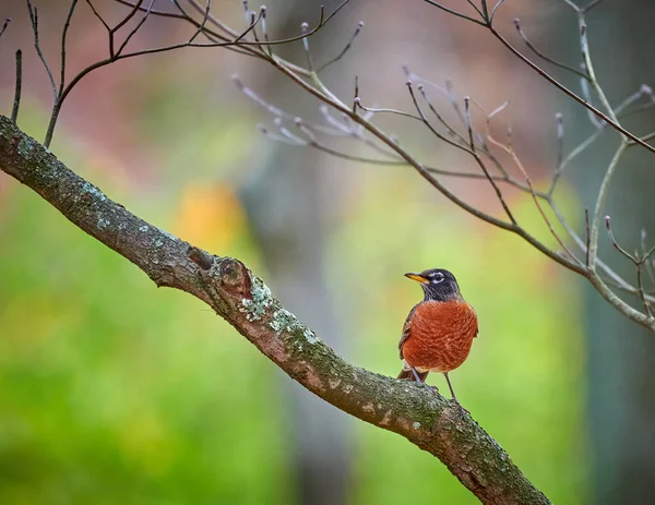 Robin Americano Colorato Seduto Albero Corniolo — Foto Stock