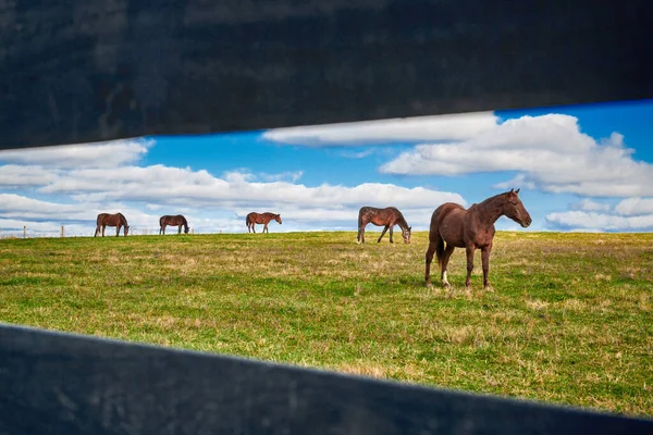 Cavalos Pastando Campo Visto Através Cerca Ferroviária — Fotografia de Stock