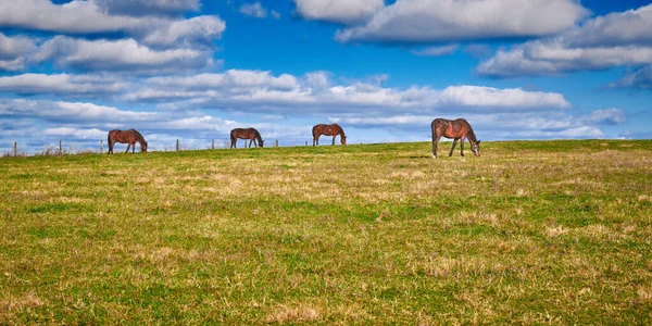 Cavalos Pastando Campo Com Céus Nublados — Fotografia de Stock