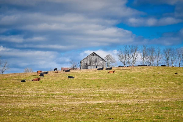 Cows laying in a field by a tobacco barn, Central Kentucky.