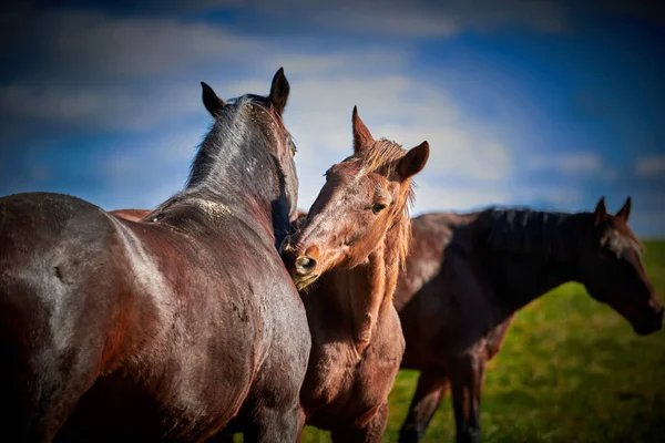 Horses Nibbling Each Other Blurry Background — Stock Photo, Image