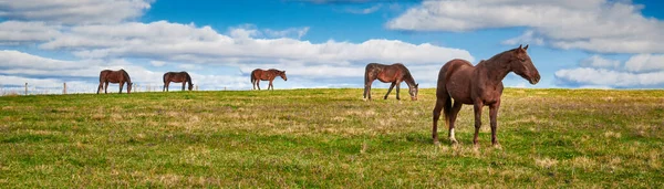 Hästar Betar Ett Fält Med Blå Himmel — Stockfoto