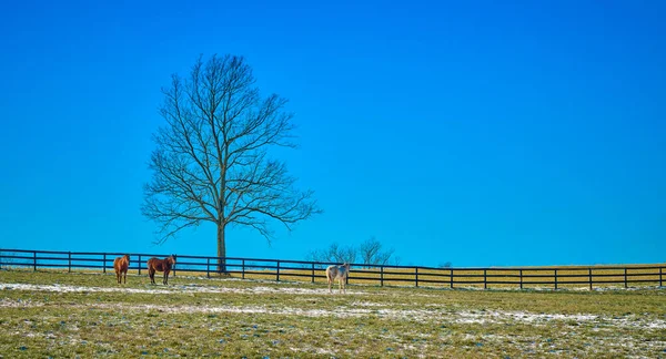 Três Cavalos Campo Por Uma Árvore Contra Céu Azul — Fotografia de Stock