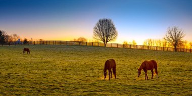 Three thoroughbred horses grazing at sunrise in a field. clipart