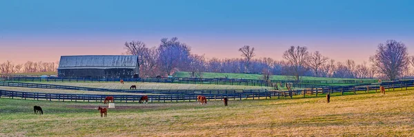 Horses Grazing Farm Dusk — Stock Photo, Image