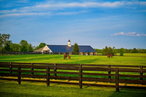 Vollblutpferde Weiden Auf Einem Feld Mit Pferdestall Hintergrund — Stockfoto