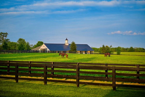 背景に馬小屋のある畑で徹底した飼育馬放牧 — ストック写真