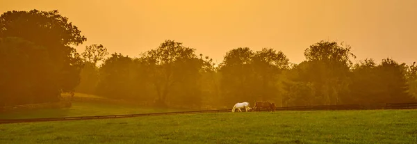 Mlhavý Západ Slunce Koňmi Pasoucími Poli — Stock fotografie