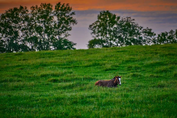 Colt Joven Tendido Campo Hierba Atardecer — Foto de Stock