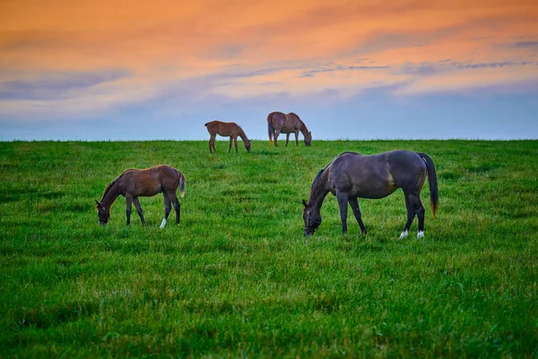 日没時に新鮮な緑の芝生の上での牧草地や草地 — ストック写真
