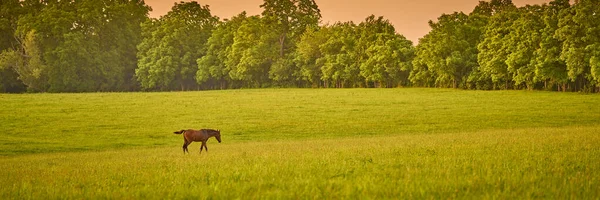 Άλογο Που Περπατά Ένα Χωράφι Ηλιοβασίλεμα — Φωτογραφία Αρχείου