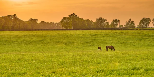 Лошадь Жеребенок Пасутся Свежей Зеленой Траве Закате — стоковое фото
