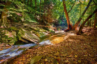 Jackson County, KY 'deki War Fork Deresi boyunca büyük kaya ve ağaçlar..