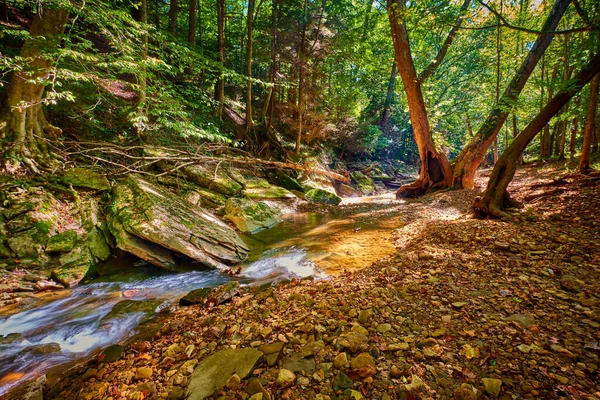 Jackson County, KY 'deki War Fork Deresi boyunca büyük kaya ve ağaçlar..
