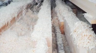 Ahşap tahtadan bir sürü talaş. Marangoz atölyesi