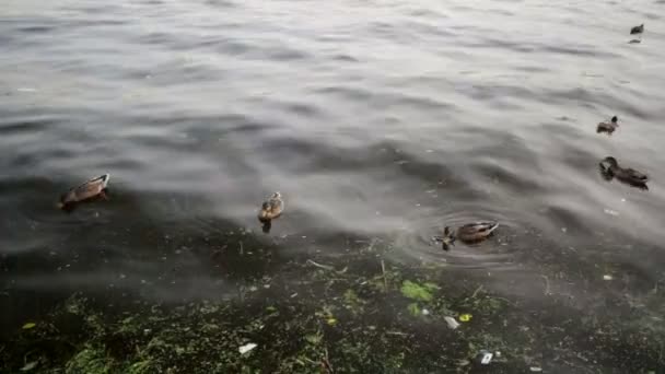 Eenden zwemmen in een vuil water — Stockvideo