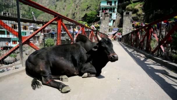 Cows on a bridge. — Stock Video