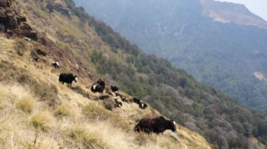 Vahşi yaks otlatılması