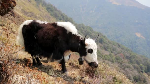 Pastoreo de yak salvaje — Vídeo de stock