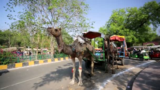 Camel Rickshaw near Taj Mahal — Stock Video