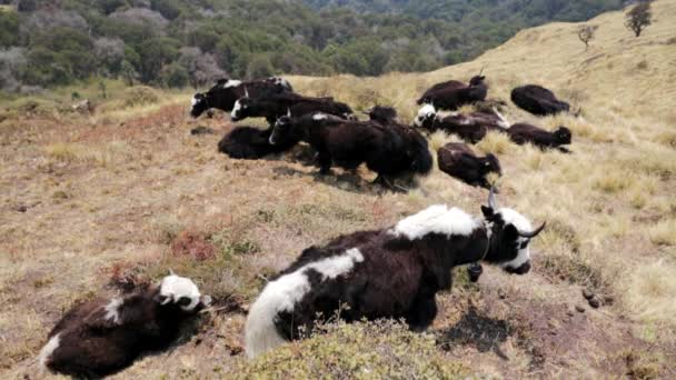 Wild yaks betesgång — Stockvideo