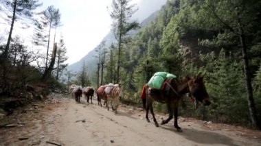 Eşekler taşıma malzemeleri kervanı