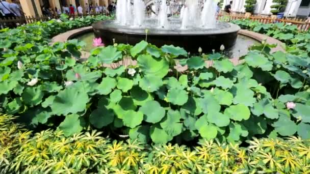 Fountain at the Historic Centre — Stock Video