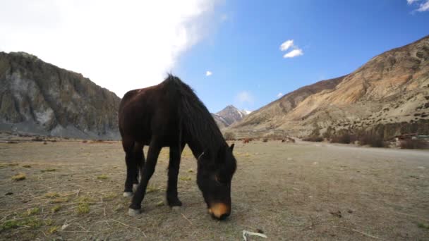 Pastoreo de caballos salvajes — Vídeo de stock