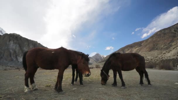 Wild horses pasturing — Stock Video