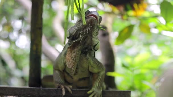 Echse im Singapore-Zoo — Stockvideo