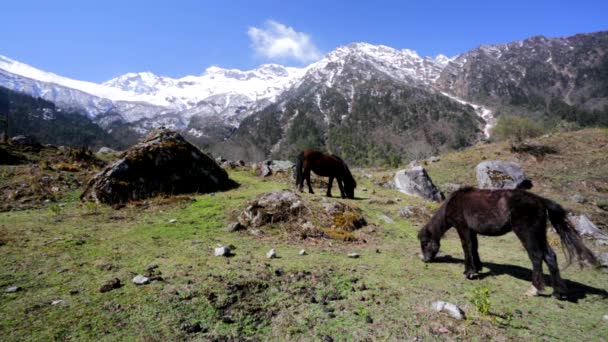 Horse pasturing in mountain environment — Stock Video