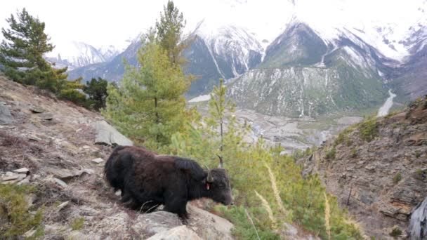 过度放牧对山地环境的牦牛 — 图库视频影像