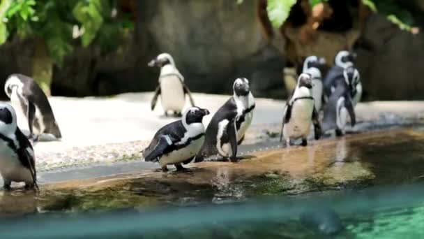 シンガポール動物園フンボルト ペンギン — ストック動画