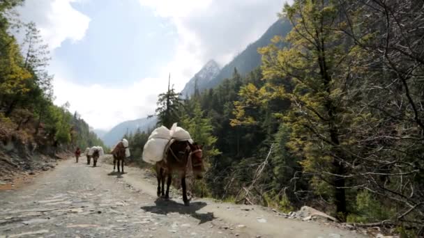Husvagn av åsnor bära leveranser — Stockvideo
