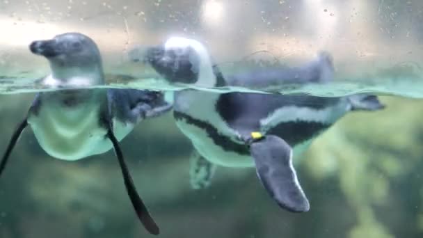 Humboldt-Pinguine im Singapore-Zoo — Stockvideo