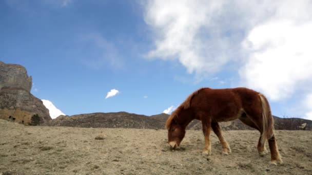 Pastoreo de caballos salvajes — Vídeo de stock