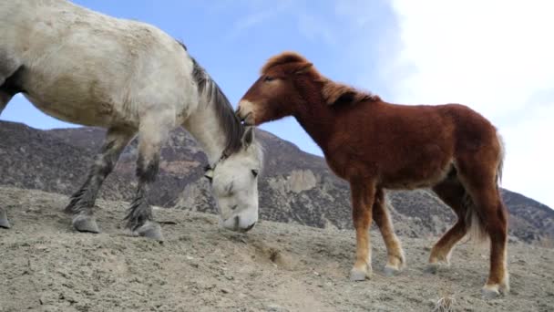 Wild horses pasturing — Stock Video