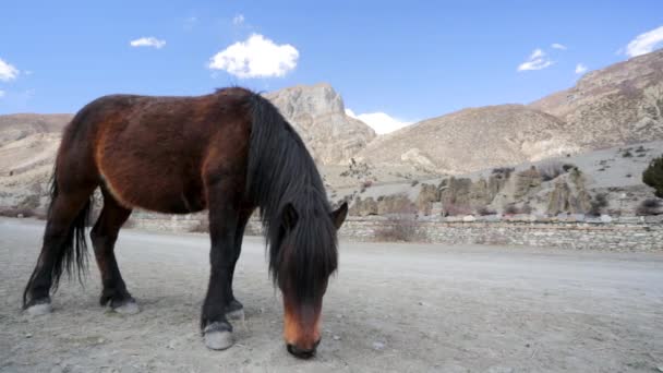 Άγριο άλογο βόσκησης — Αρχείο Βίντεο