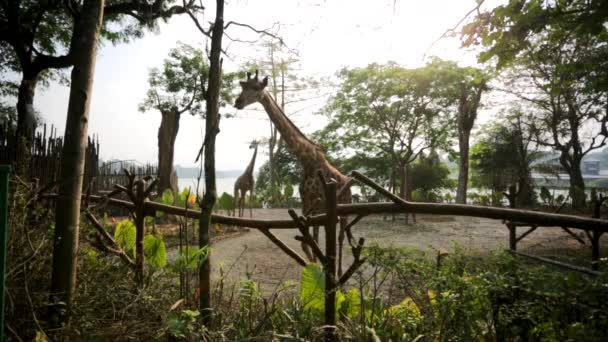 新加坡动物园里的长颈鹿 — 图库视频影像