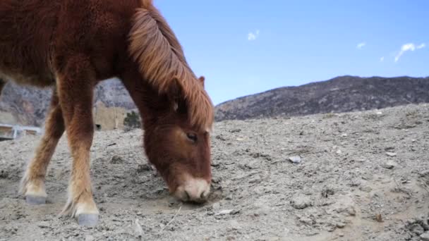 Pastoreo de caballos salvajes — Vídeo de stock