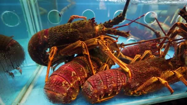 Lobsters em um aquário de restaurante — Vídeo de Stock