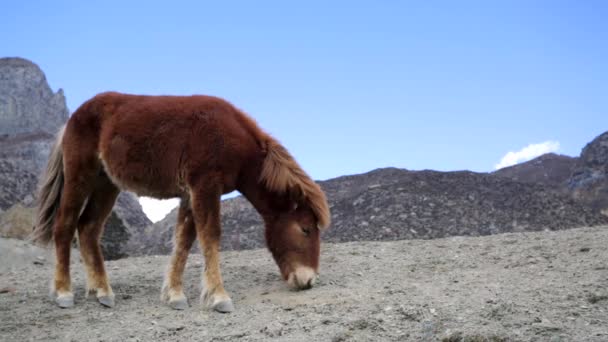 Wild horse pasturing — Stock Video