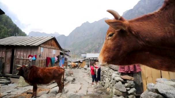 Коровы на деревенской улице — стоковое видео